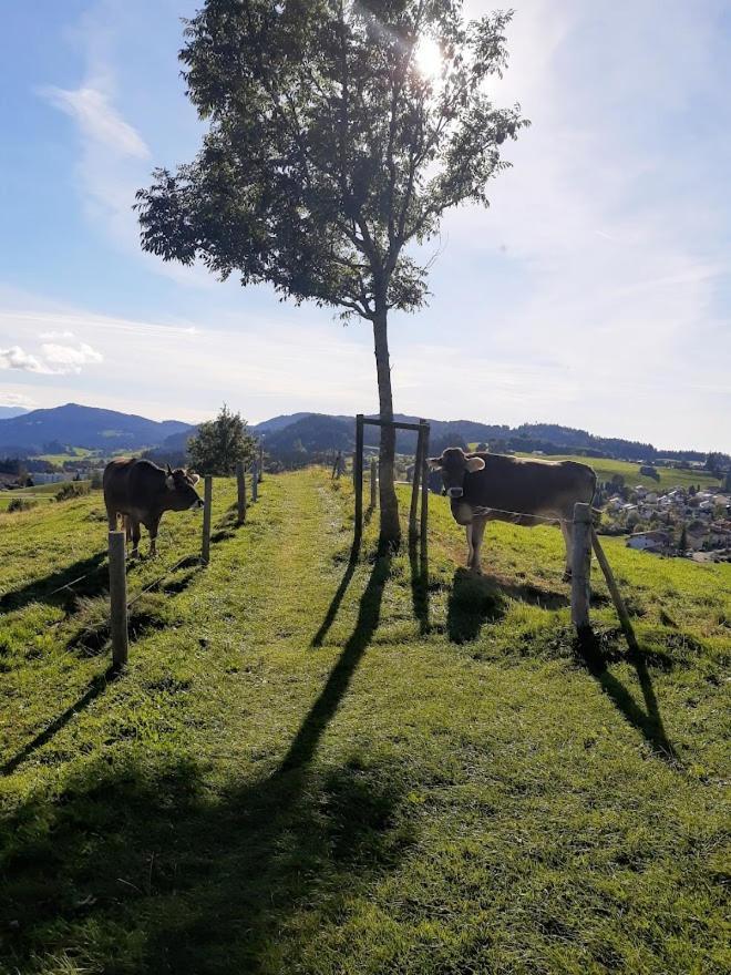 Ferienwohnung Pickenhan Scheidegg Esterno foto